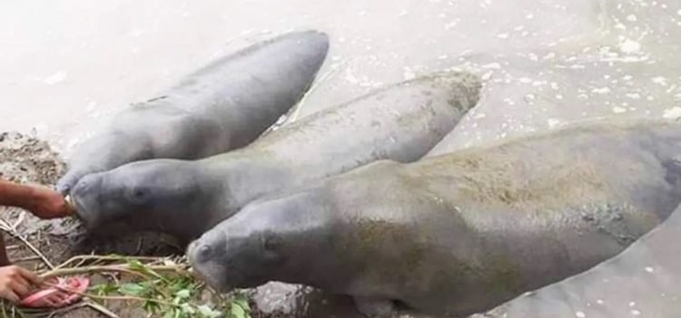 En tres años han muerto 68 manatíes en Tabasco