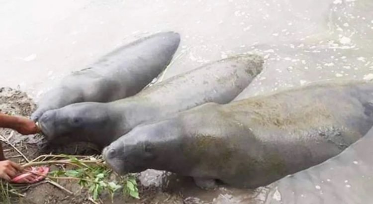 En tres años han muerto 68 manatíes en Tabasco
