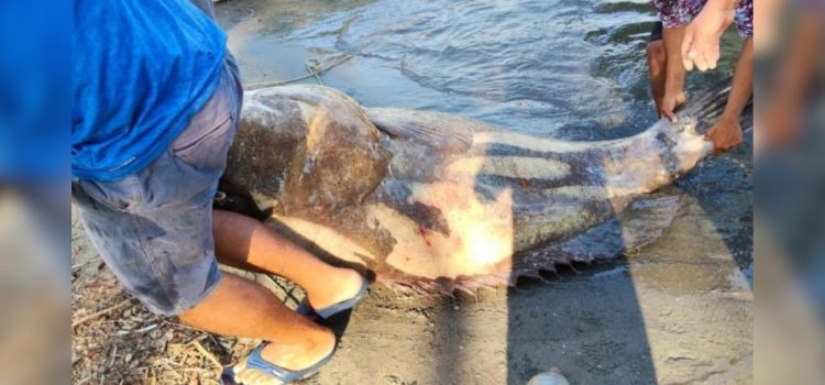 Pescadores capturan un mero de casi 300 kilos en costas de Tabasco