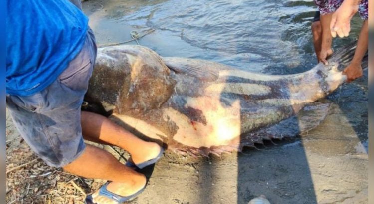 Pescadores capturan un mero de casi 300 kilos en costas de Tabasco