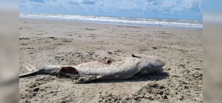 Derrame de hidrocarburo sigue afectando a pescadores de Centla
