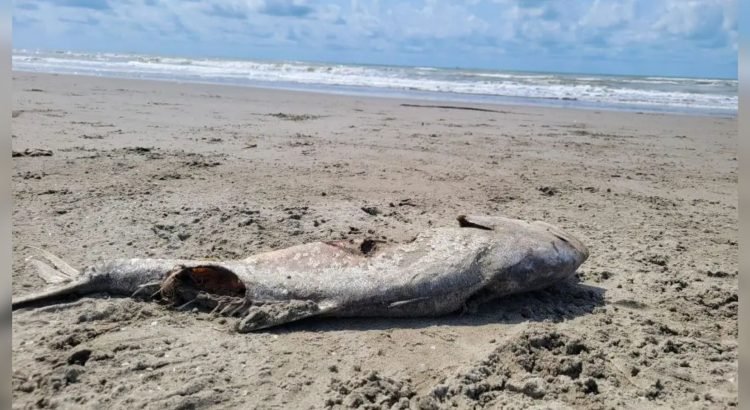 Derrame de hidrocarburo sigue afectando a pescadores de Centla