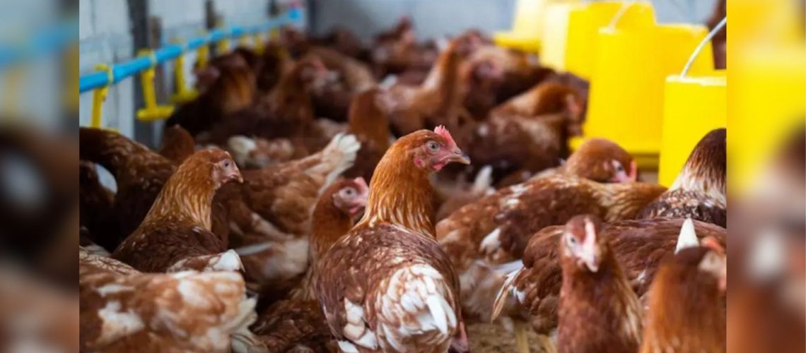 Se confirma primer caso de gusano barrenador en ave de corral en Balancán