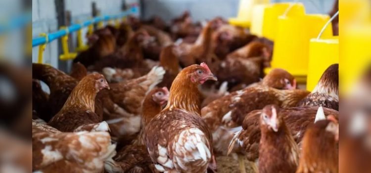Se confirma primer caso de gusano barrenador en ave de corral en Balancán