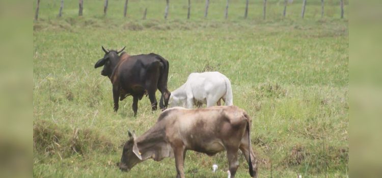 El gusano barrenador afecta a 14 municipios de Tabasco, asegura SEDAP
