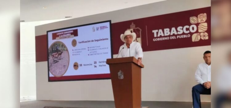 Curva de casos de gusano barrenador en Tabasco está en descenso: Sedap
