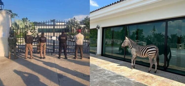 Catean inmueble de empresario en Tabasco; aseguran animales exóticos, vehículos, armas y hasta un helicóptero