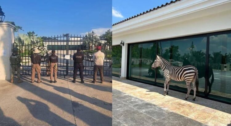 Catean inmueble de empresario en Tabasco; aseguran animales exóticos, vehículos, armas y hasta un helicóptero