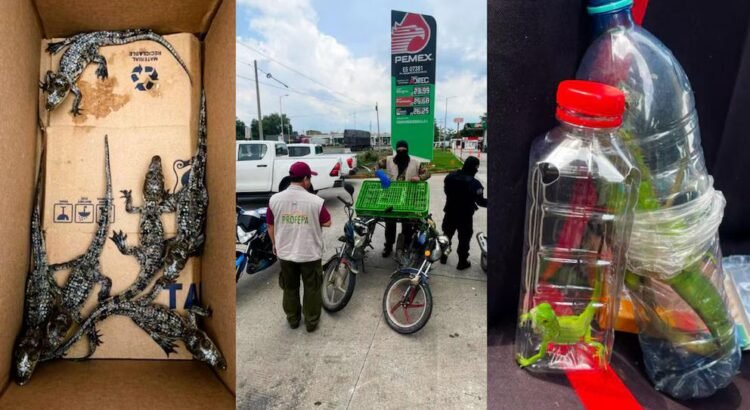 Profepa rescata 40 ejemplares de vida silvestre en carretera de Tabasco