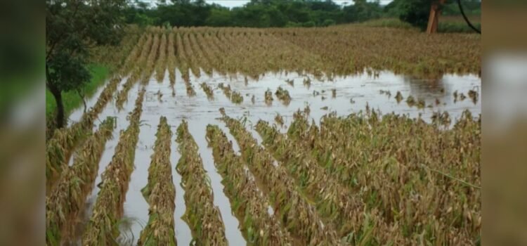 Toman ganaderos y agricultores medidas de contingencia ante riesgo de inundaciones
