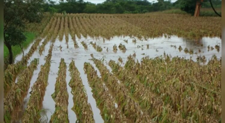 Toman ganaderos y agricultores medidas de contingencia ante riesgo de inundaciones
