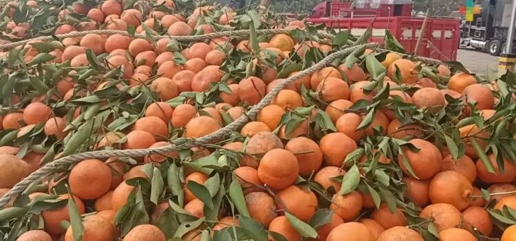Reportan productores de Veracruz pérdida total de cosecha de naranja Reportan productores de Veracruz pérdida total de cosecha de naranja