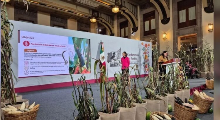 Impulsarán en Tabasco la producción y venta del maíz nativo con plan nacional Impulsarán en Tabasco la producción y venta del maíz nativo con plan nacional