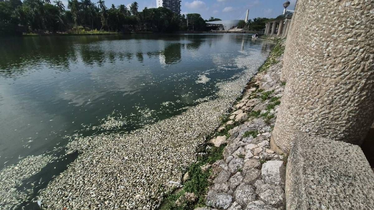 Aparecen miles de peces muertos en la Laguna de las Ilusiones en Villahermosa, Tabasco